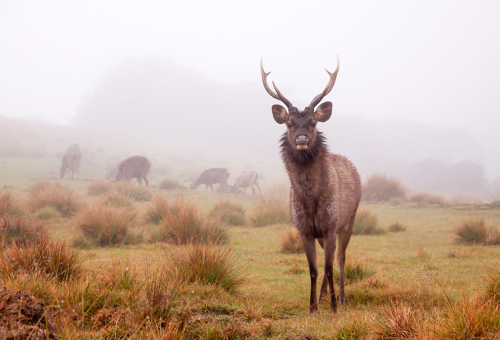 Horton plains Horton plains