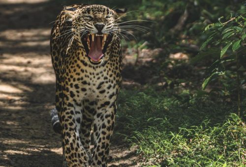 Wilpatthuwa National park Wilpatthuwa National park